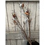 Countryfield Pinus L bruin - 125 cm