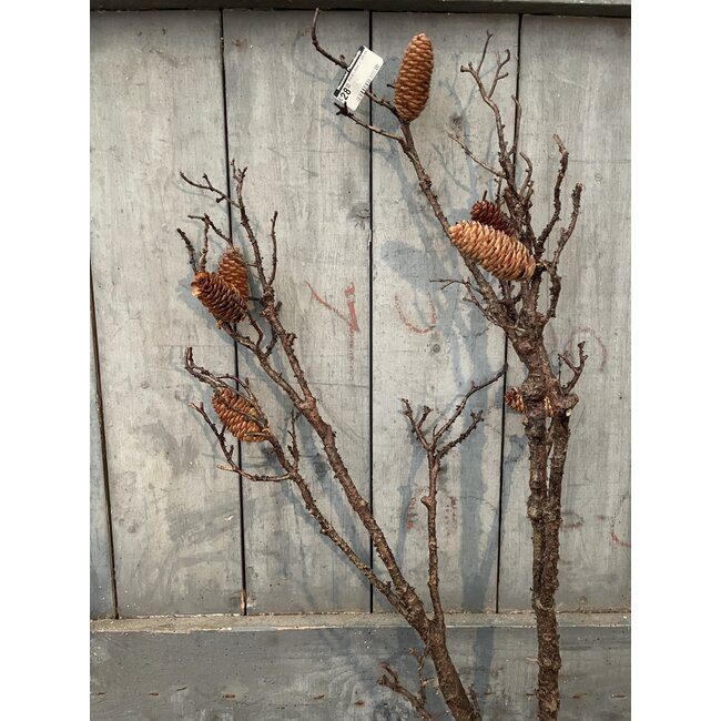 Countryfield ## wordt niet verzonden - Pinus L bruin - 125 cm