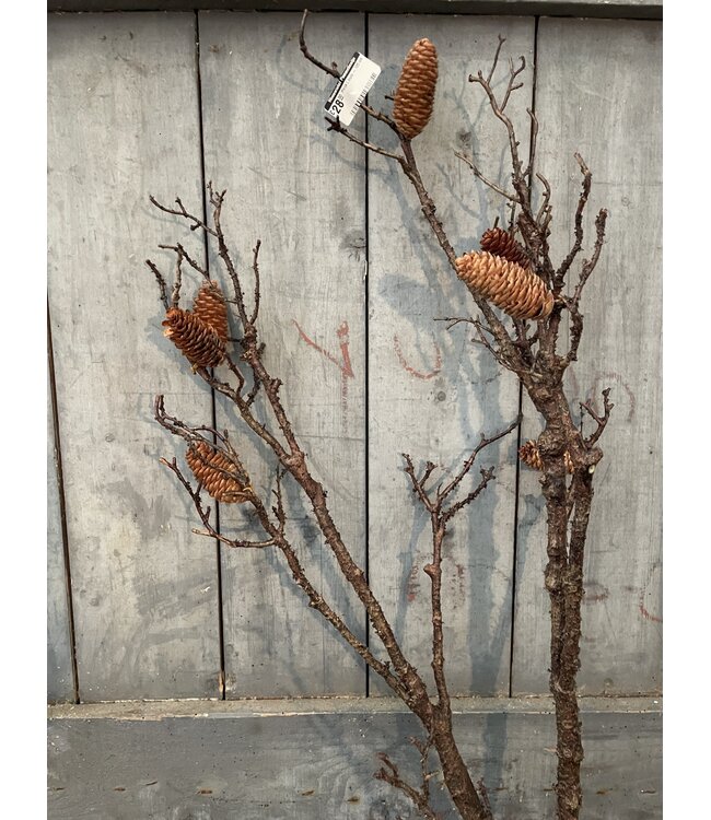 Countryfield ### wordt niet verzonden - Pinus L bruin - 125 cm