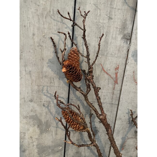 Countryfield ## wordt niet verzonden - Pinus L bruin - 125 cm