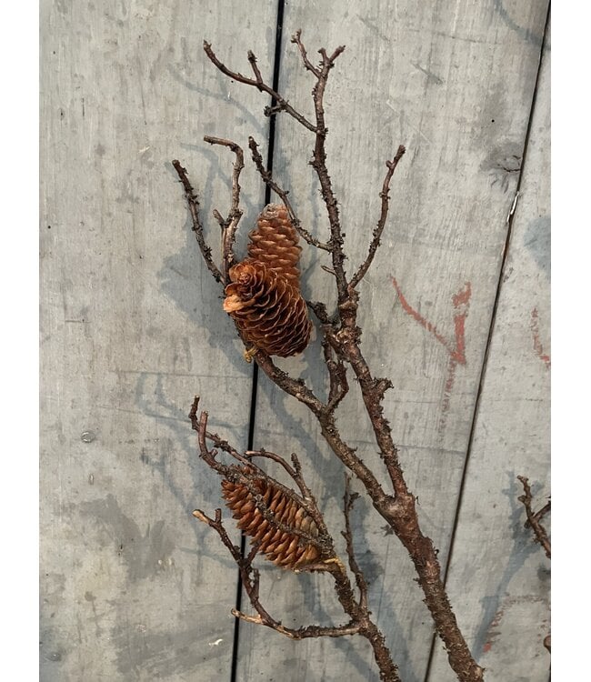 Countryfield ### wordt niet verzonden - Pinus L bruin - 125 cm