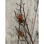 Countryfield Pinus L bruin - 125 cm