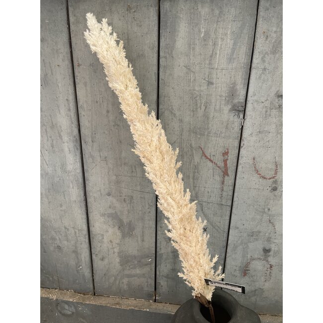 # Creme pluim - 120 cm