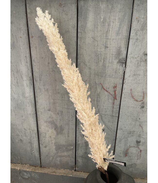 ### Creme pluim - 120 cm