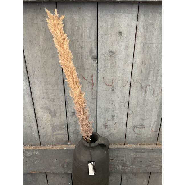 ## LichtBruine pluim - 120 cm