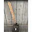 ## LichtBruine pluim - 120 cm