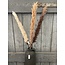 ## LichtBruine pluim - 120 cm