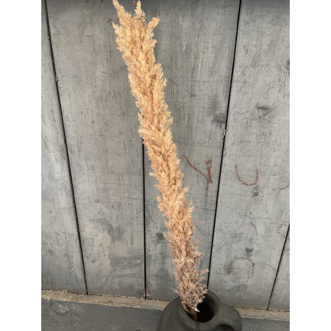 ## LichtBruine pluim - 120 cm