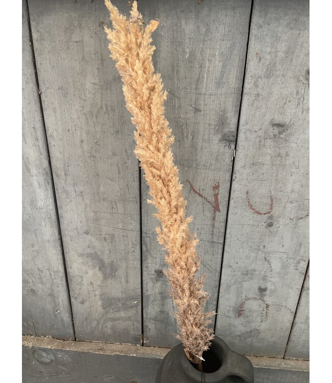 ## LichtBruine pluim - 120 cm