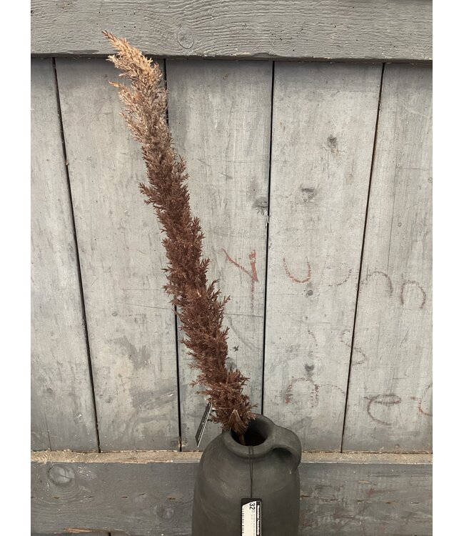 ### Bruine pluim - 120 cm