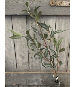 Eucalyptus - 125 cm