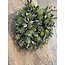 # Krans Eucalyptus M groen