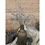 SEDUM BUSH GREY 30 cm