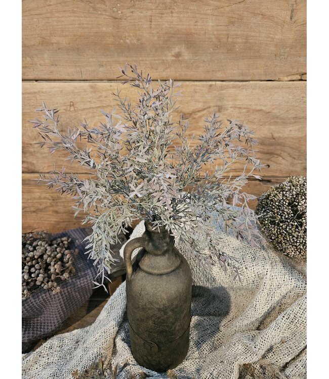 SEDUM BUSH GREY 30 cm