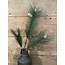 Countryfield Pinus groen-L11B28H100CM - kunst