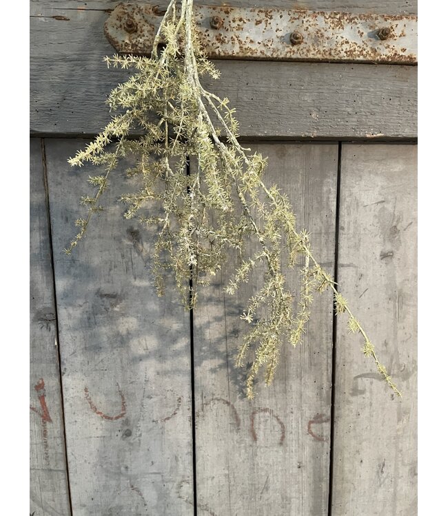 Countryfield Asparagus groen - kunst -L3,8B10H100CM
