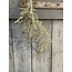 Countryfield ## Asparagus groen - kunst -L3,8B10H100CM