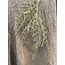 Countryfield ## Asparagus groen - kunst -L3,8B10H100CM
