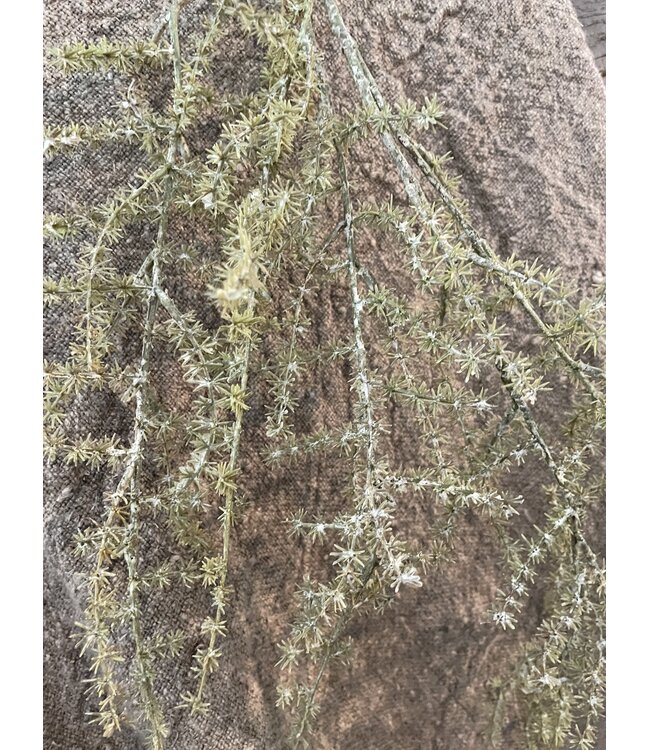 Countryfield Asparagus groen - kunst -L3,8B10H100CM