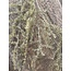 Countryfield ## Asparagus groen - kunst -L3,8B10H100CM