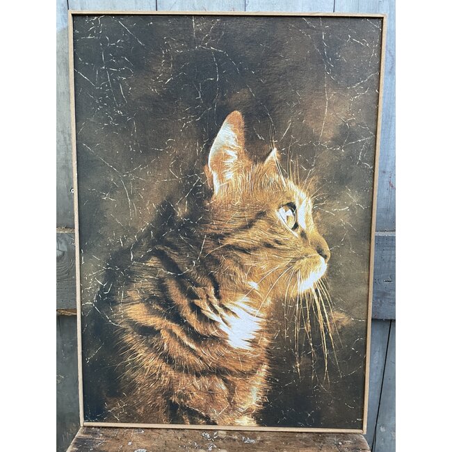 Schilderij kat -  50x70x3,5cm