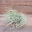 ## wild twig branch  - 40 x 20 x 10 cm