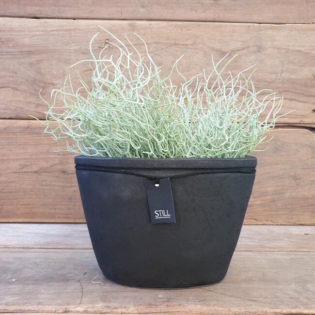 ## wild twig branch  - 40 x 20 x 10 cm