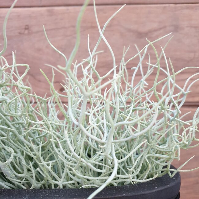 ## wild twig branch  - 40 x 20 x 10 cm