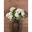 ## Snowball Bush x7 26cm - wit