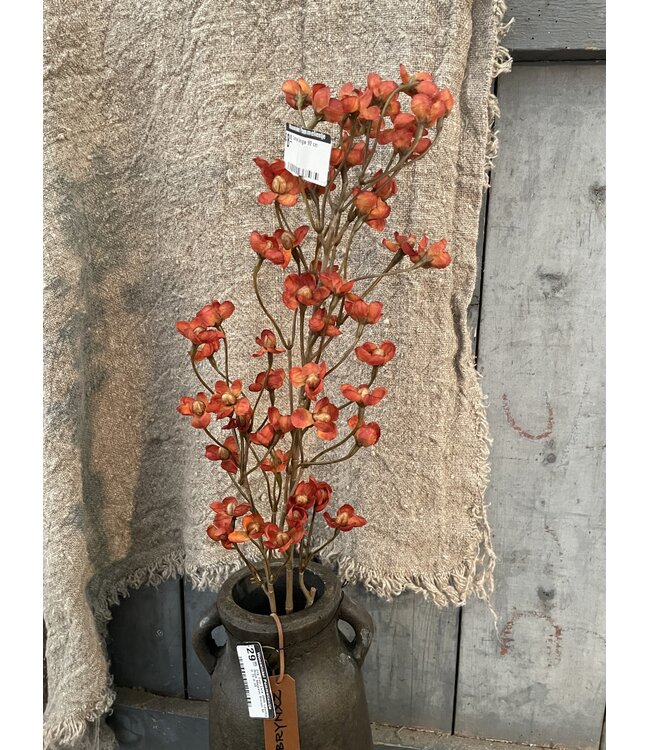 Cornus Orange 92 cm