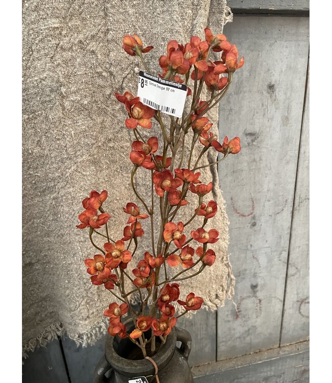 Cornus Orange 92 cm