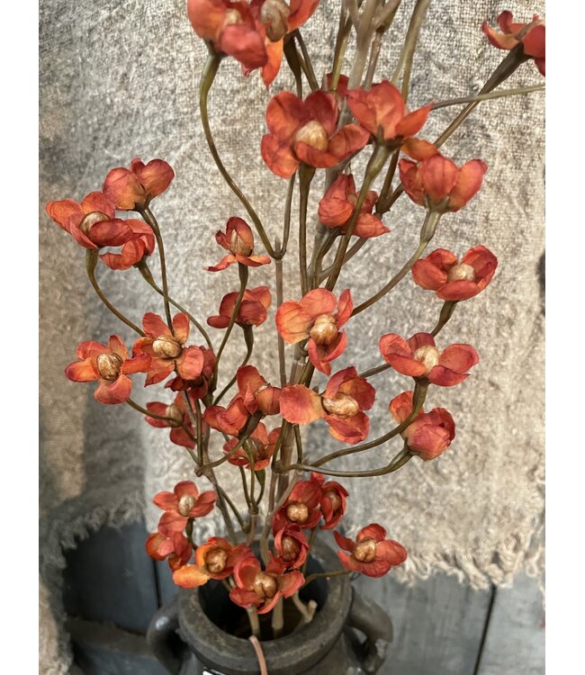Cornus Orange 92 cm