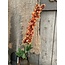 # Delphinium Dark Yellow 90 cm
