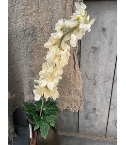 Delphinium Cream 90 cm
