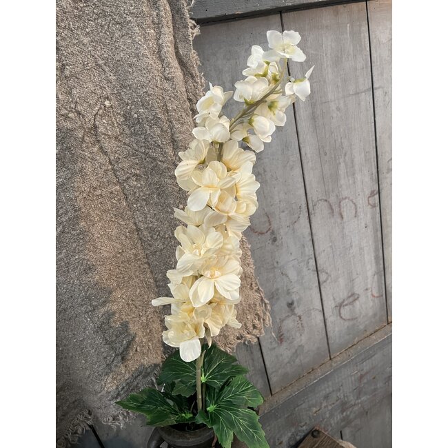 ## Delphinium Cream 90 cm