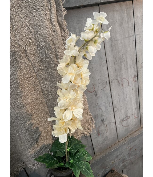 Delphinium Cream 90 cm
