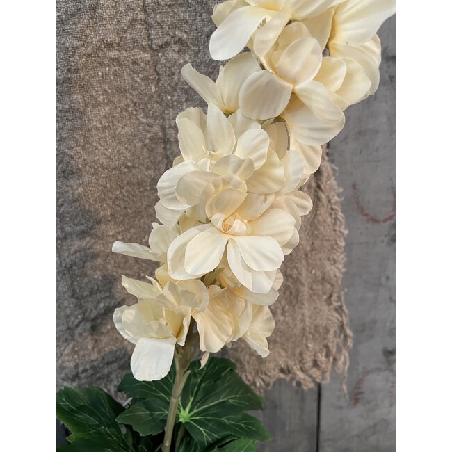 ## Delphinium Cream 90 cm
