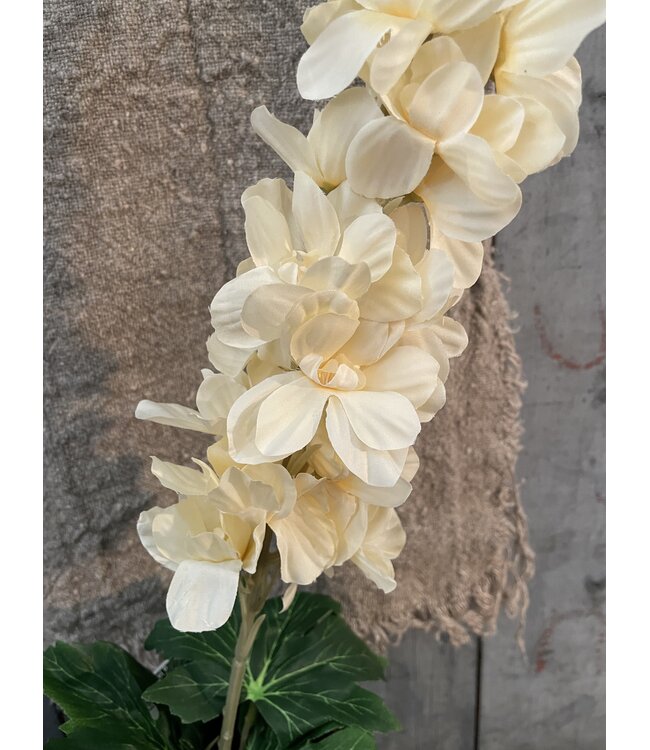 Delphinium Cream 90 cm