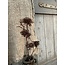 ## Multiple fruit spray, 68 cm, rosee