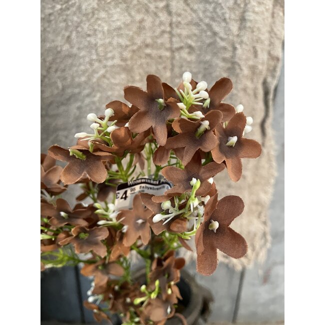 ## Babysbreath Dark Coffee M 60 cm