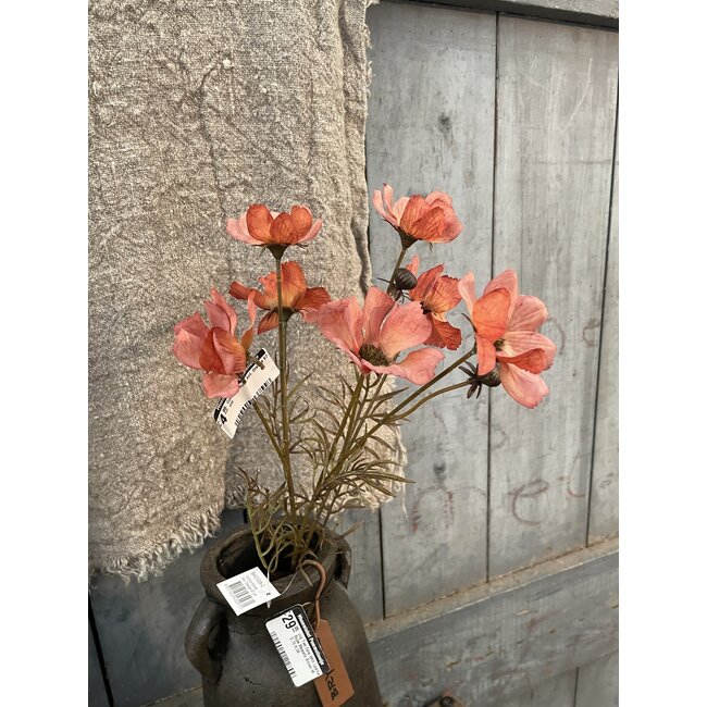 ## Cornus Kousa Ant. Orange 67 cm