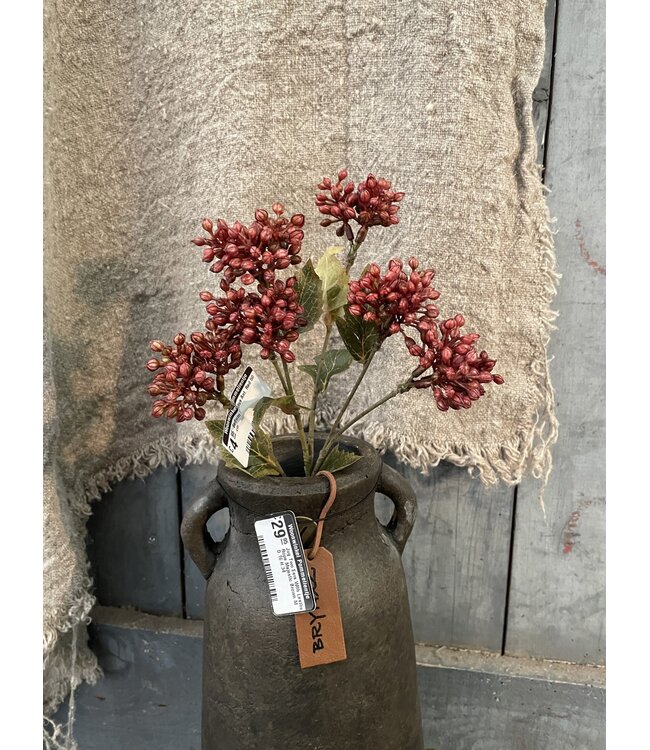 # Sedum Fructus Ant. Red 50 cm