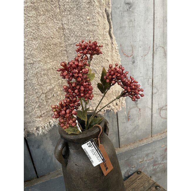 ## Sedum Fructus Ant. Red 50 cm
