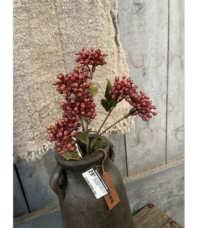 # Sedum Fructus Ant. Red 50 cm
