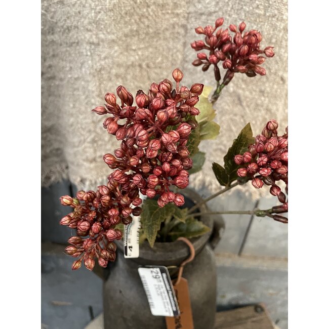 ## Sedum Fructus Ant. Red 50 cm