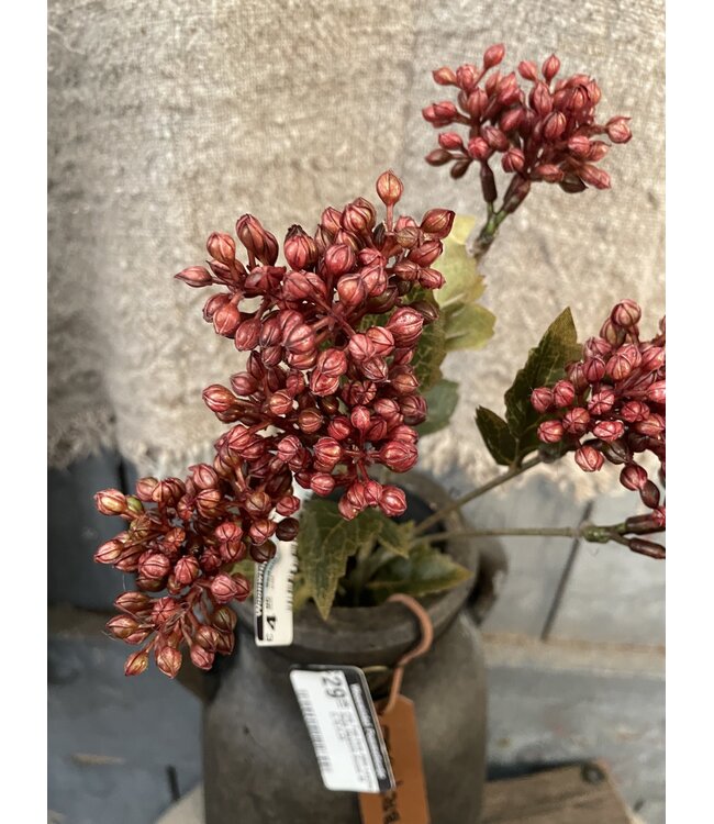 # Sedum Fructus Ant. Red 50 cm