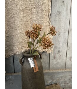 Sedum Fructus Ant. Brown 50 cm