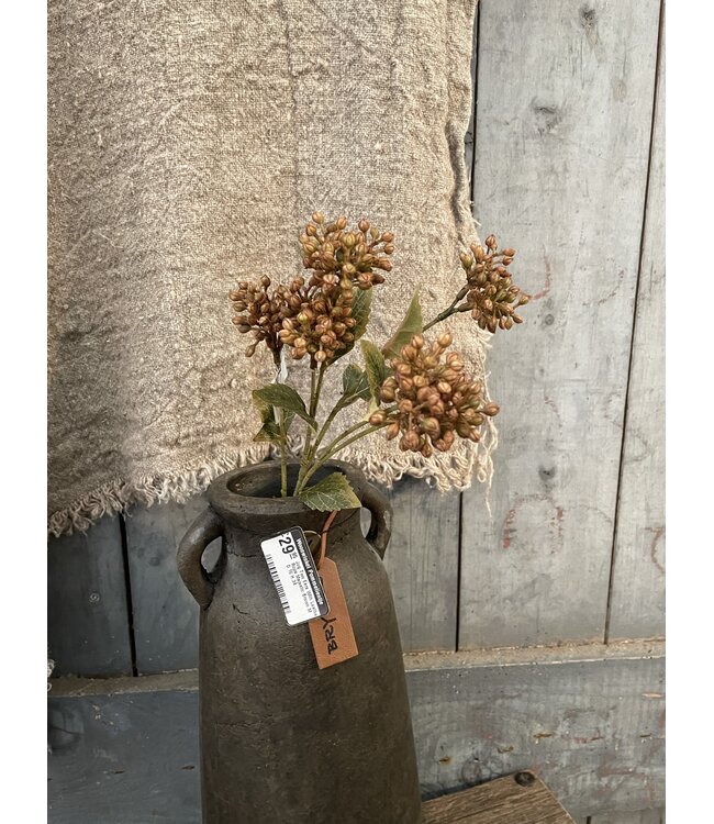 Sedum Fructus Ant. Brown 50 cm