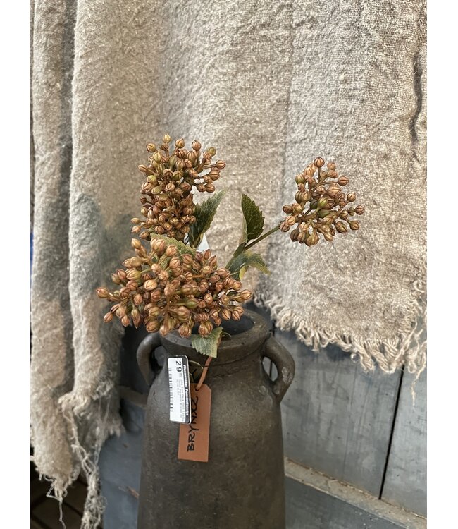 Sedum Fructus Ant. Brown 50 cm