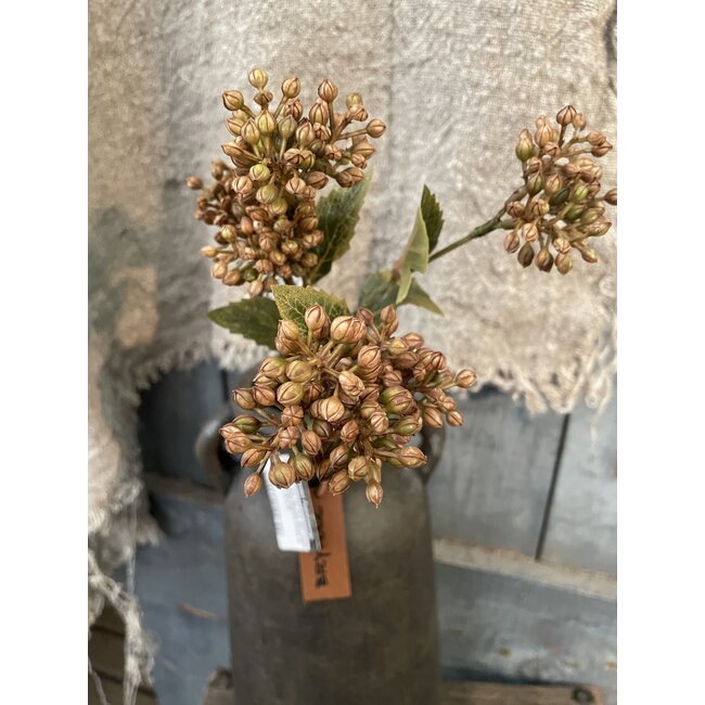 ## Sedum Fructus Ant. Brown 50 cm